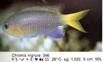 Chromis nigrura